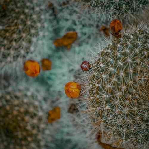 علی آردین رفیق شب تار